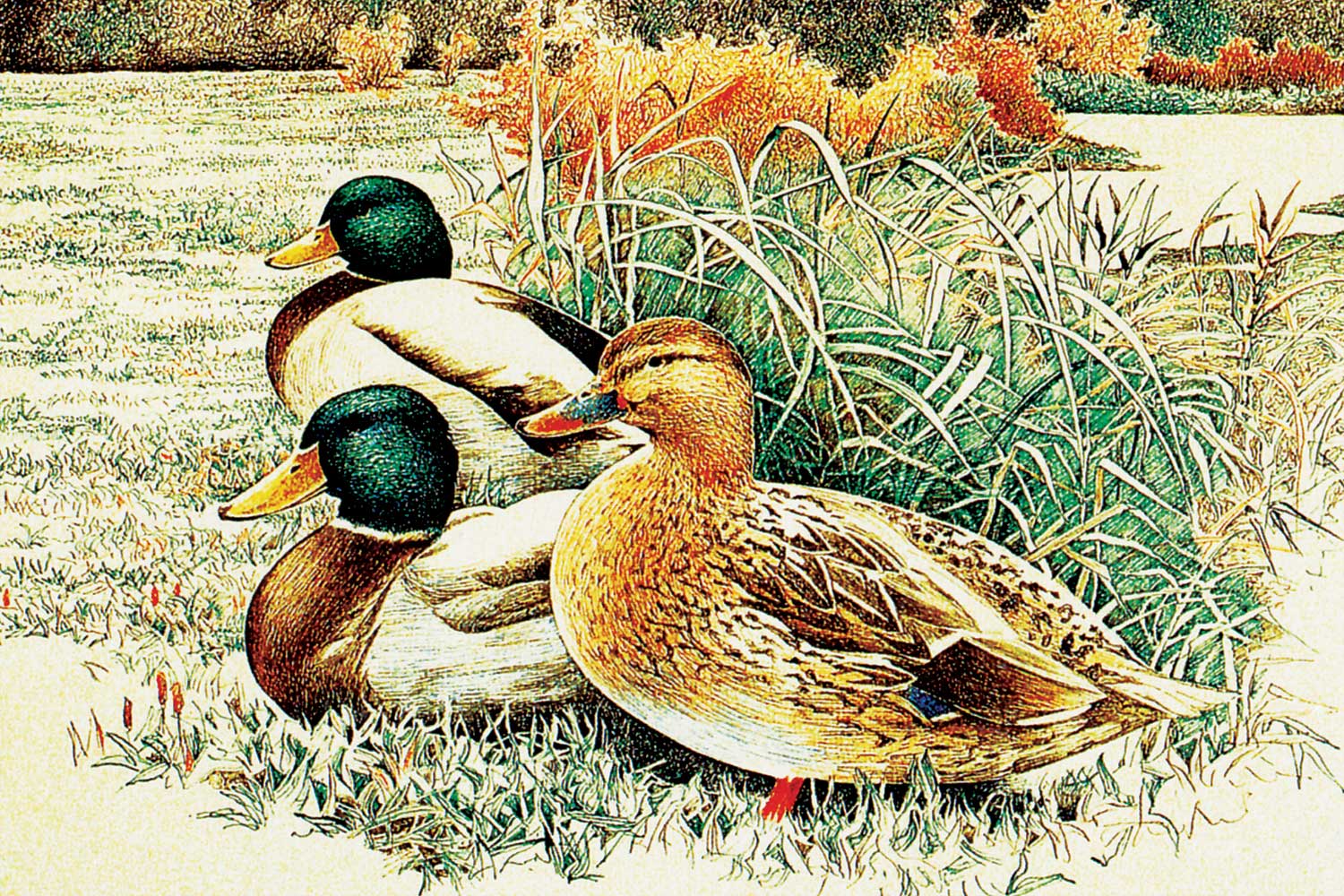 Sketches-of-Houshang-Seyhoun-54